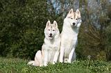 SIBERIAN HUSKY 854